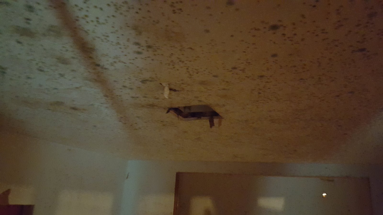 Ceiling mold contamination Connecticut